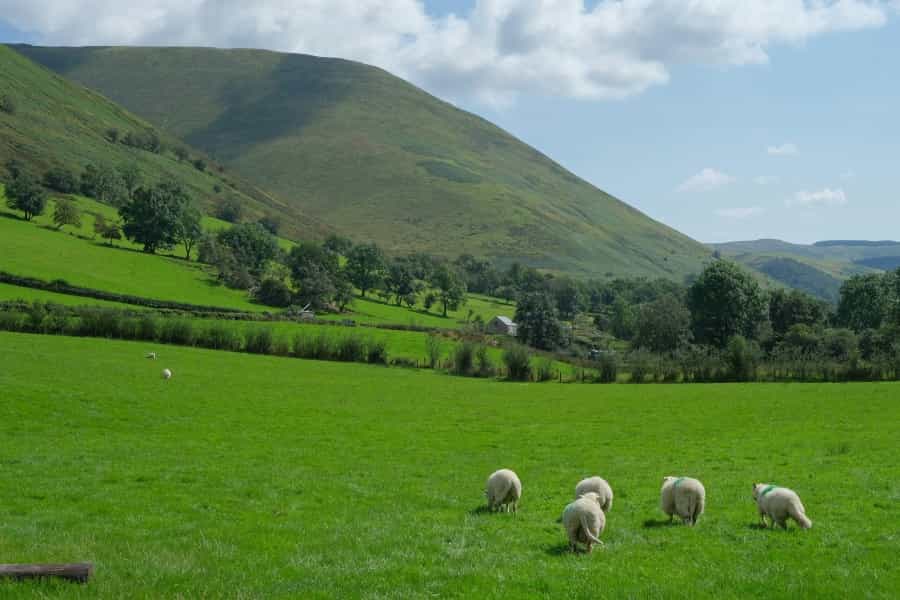 Sheep that graze freely across Snowdonia produce some of the most tender lamb in the world (Sebastian Herrmann/Unsplash)