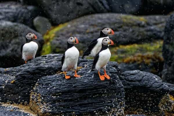 Lundy Island wildlife 