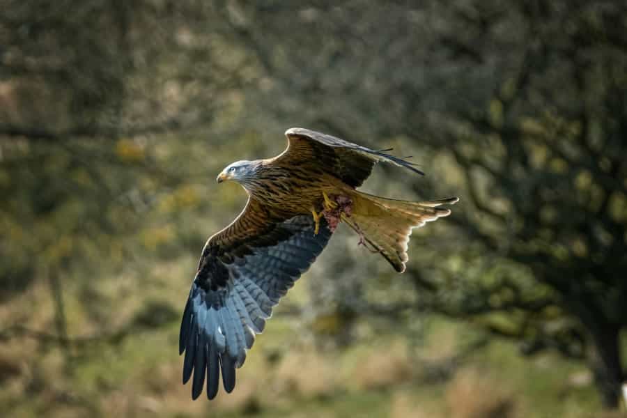 Red kites can often be seen around the Brecon Beacons (Phil Robson/Unsplash)
