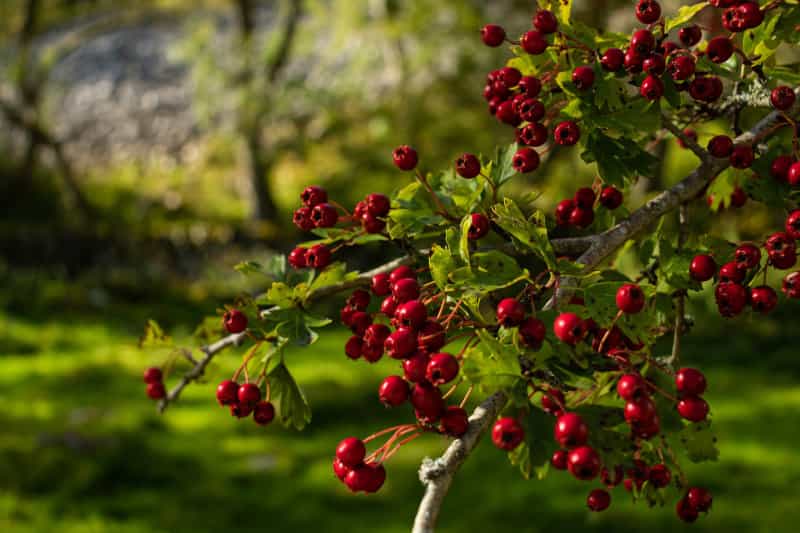Berries at Malham Cove (Dan Blackburn on Unsplash)