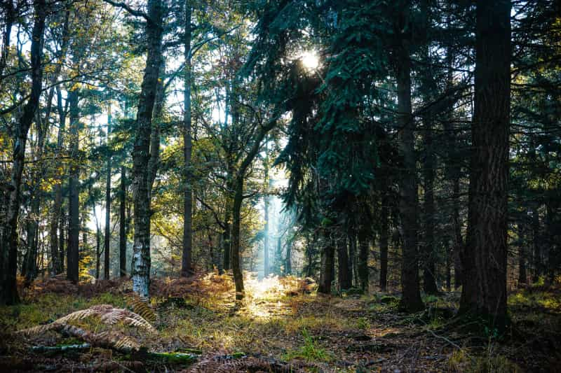 Denny Wood’s inviting trails (Liam Charmer on Unsplash)