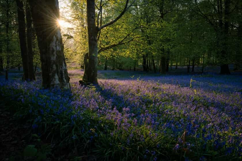 Woodland sunset with bluebells