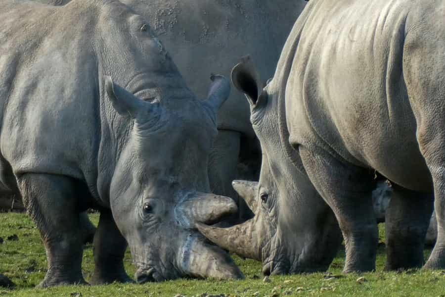 Some of the animals at Marwell Zoo (Nick Fewings/Unsplash)