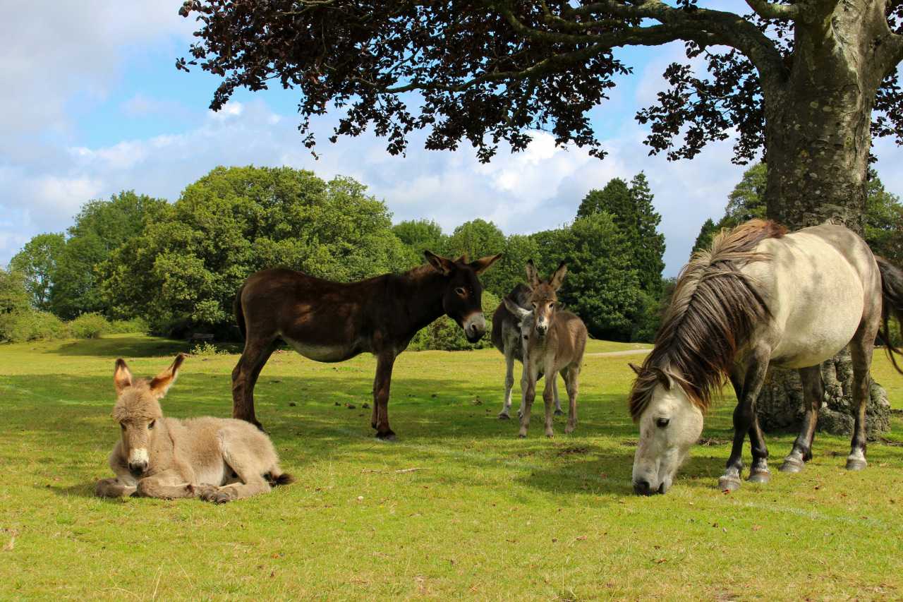New Forest ponies and donkeys (Ellen Kerbey/Unsplash)