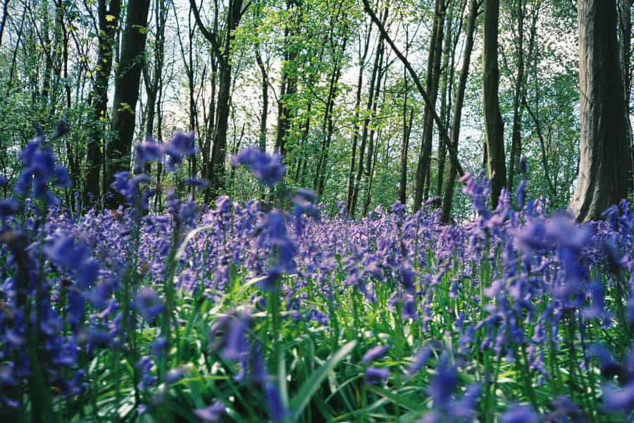 Visit in spring for stunning displays of bluebells (Nick Page/Unsplash)