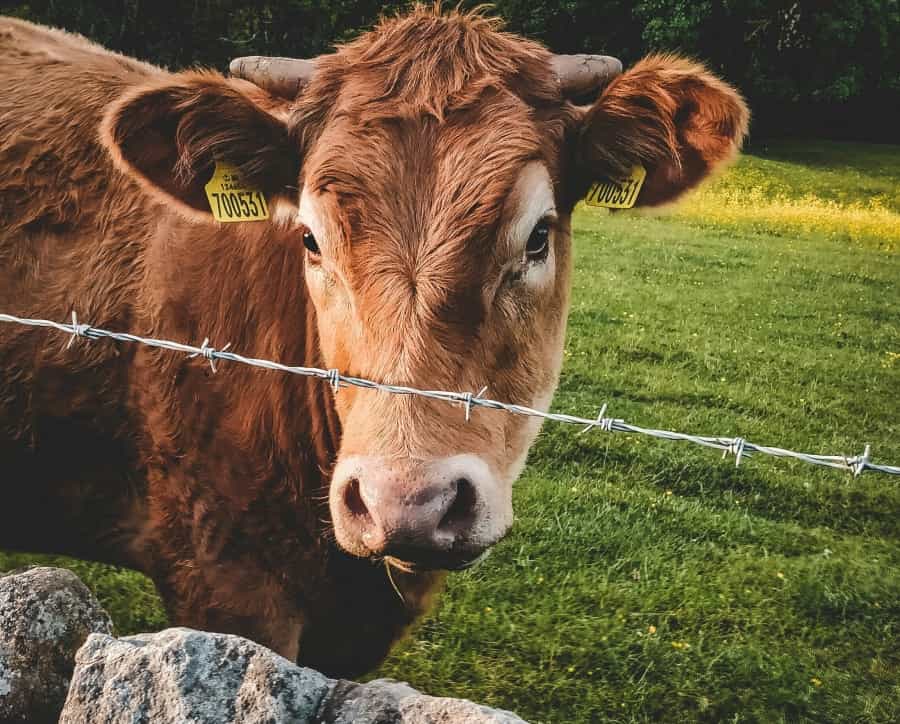 Farmland in the Cleveland Hills (Illiya Vjestica/Unsplash)
