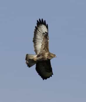 Common buzzard in flight. Pic by Aviceda.