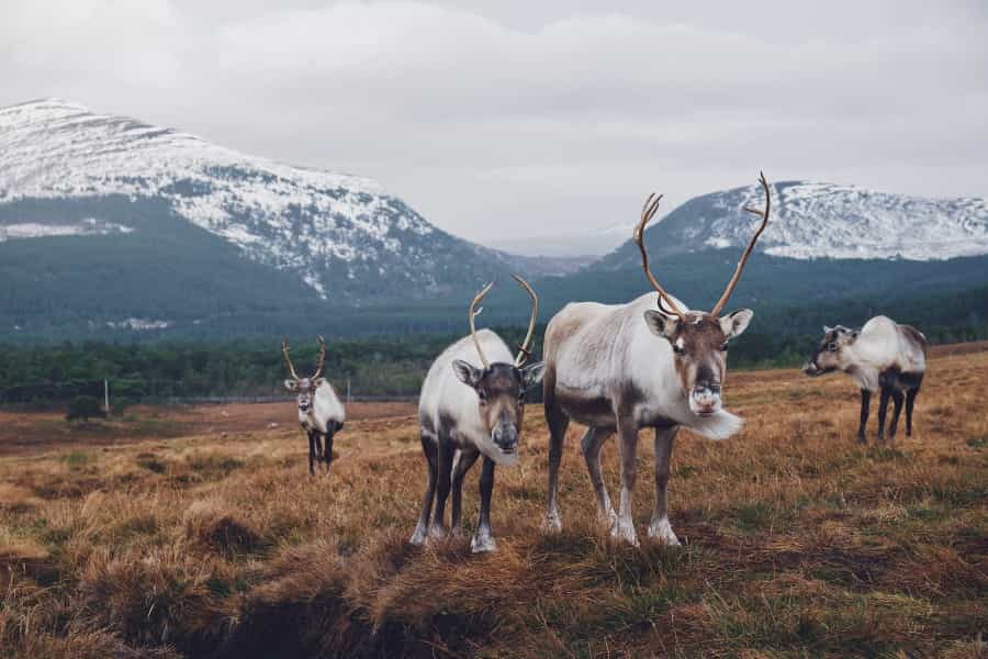 A trip to the Cairngorm Reindeer Herd is a highlight for many visitors (Joe Green/Unsplash)