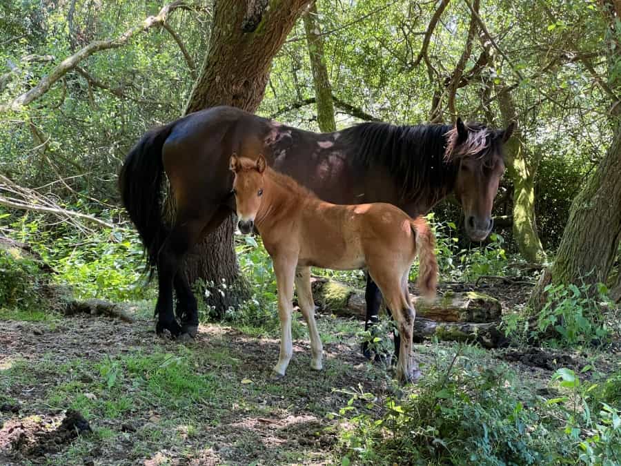 New Forest Ponies (Jason Polychronopulos/Unsplash)