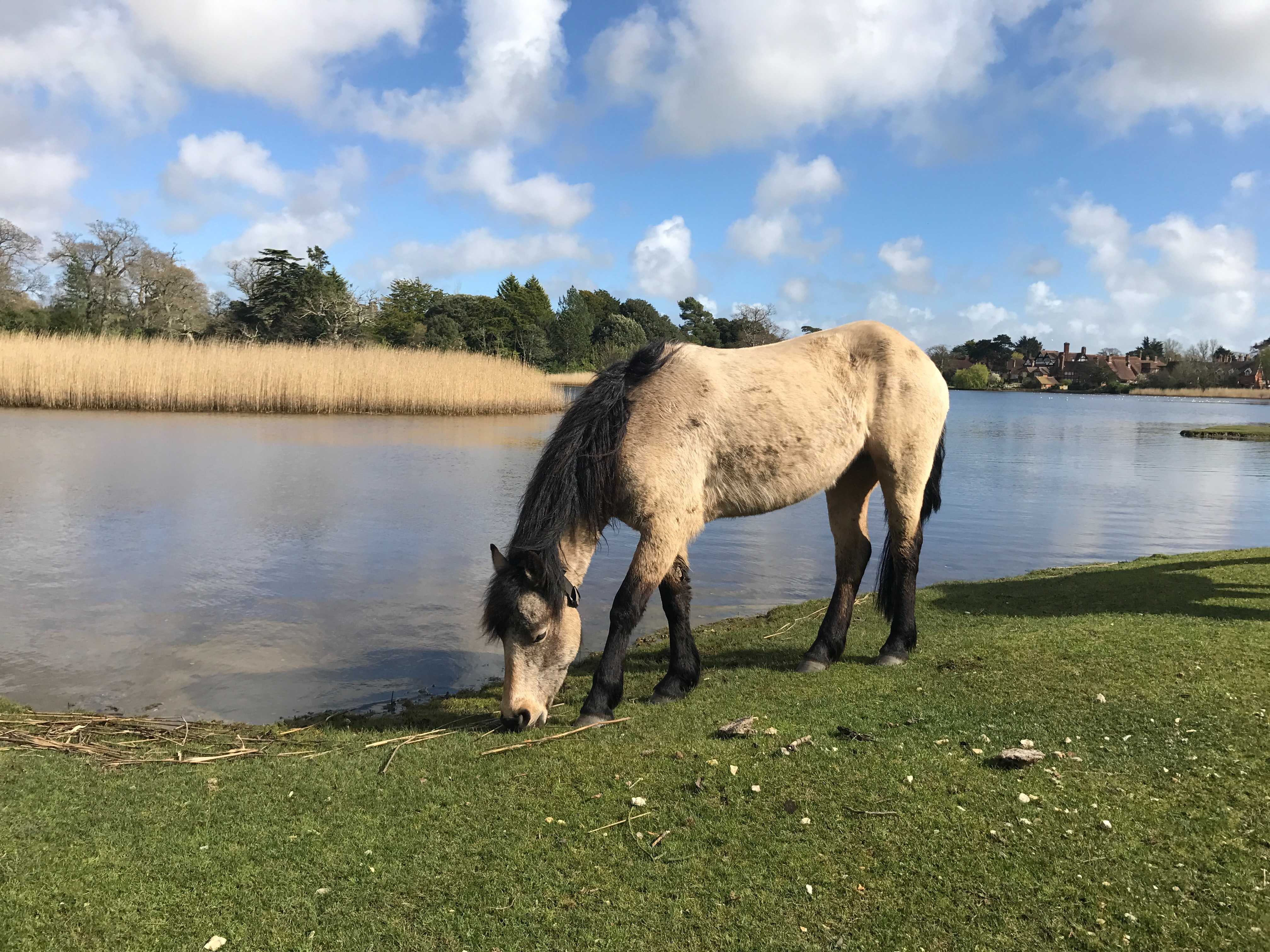New Forest ponies - Photo by Carl Beech on Unsplash