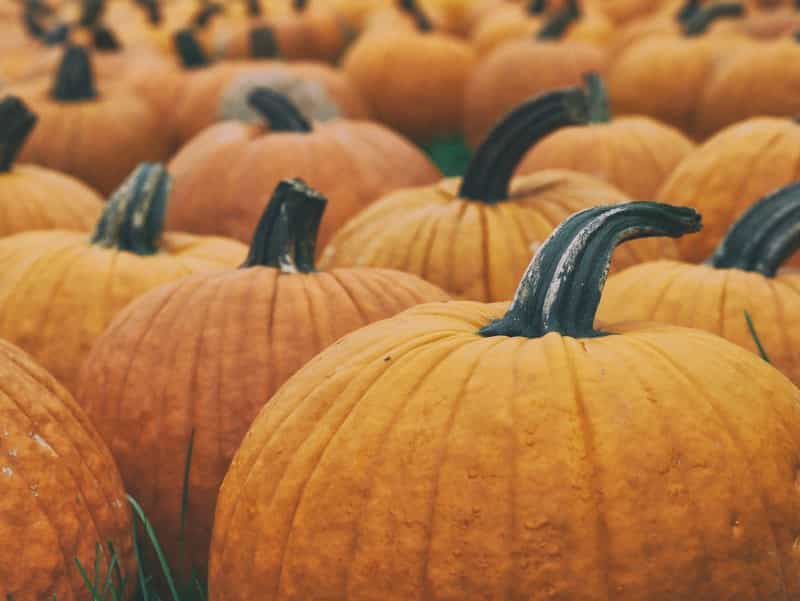 Pack a pumpkin-carving kit if heading away during spooky season (Aaron Burden on Unsplash)