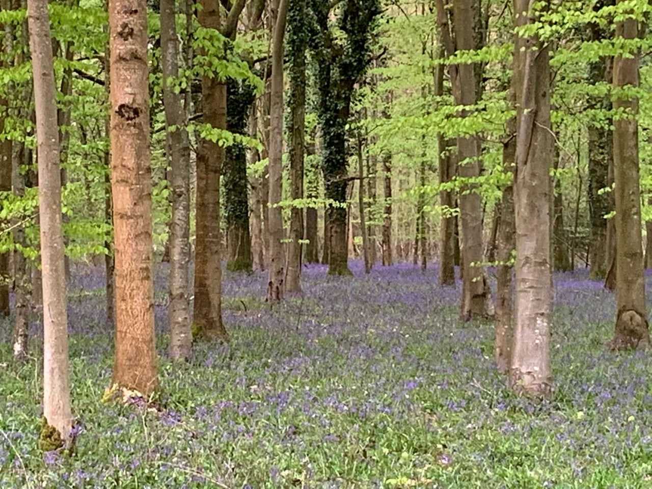 Salisbury bluebell walk