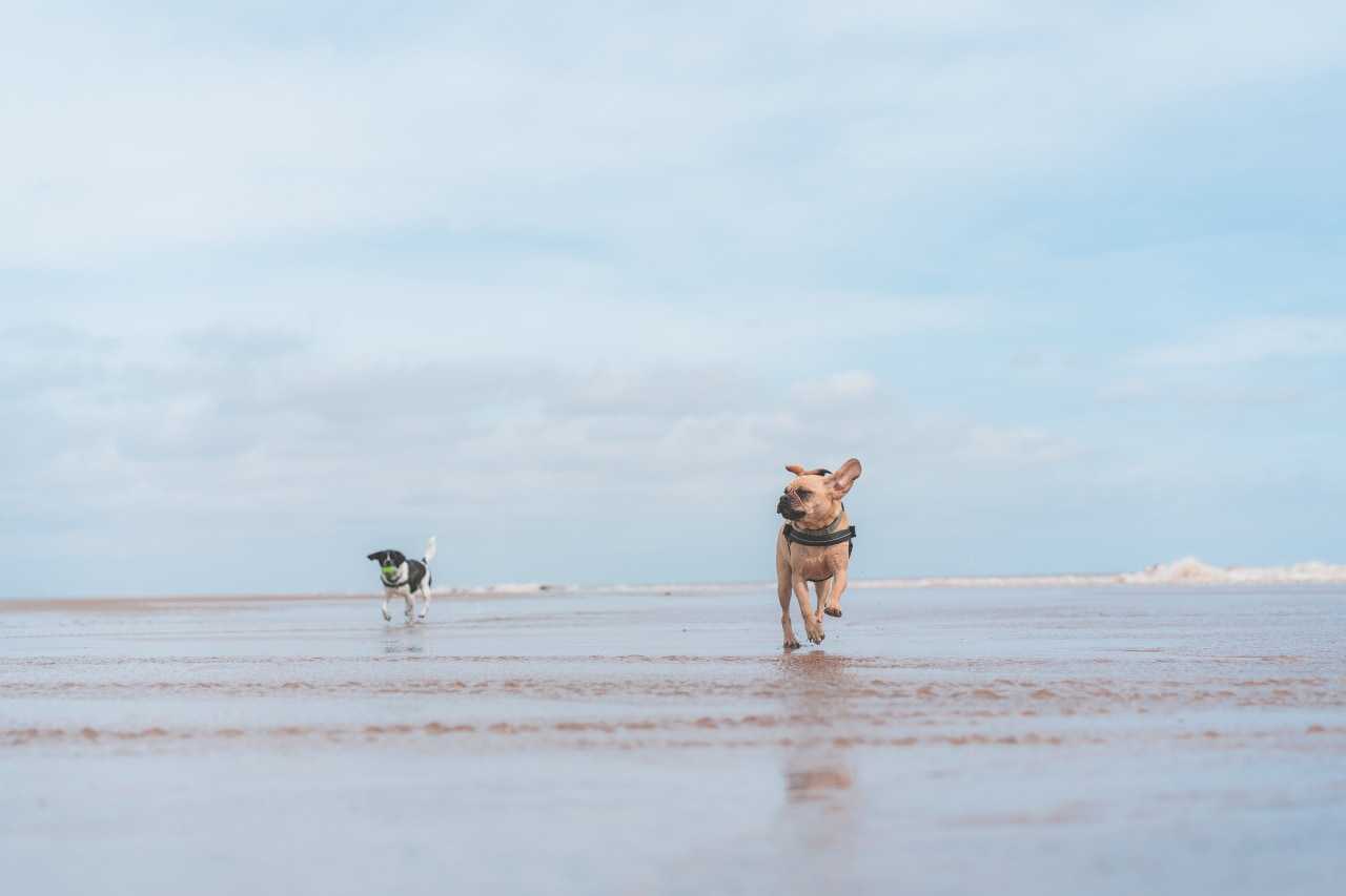 Dog friendly sales yorkshire coast