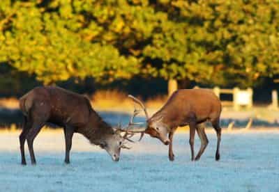 Red deer rutting in Roehampton. Pic by Peter Trimming.