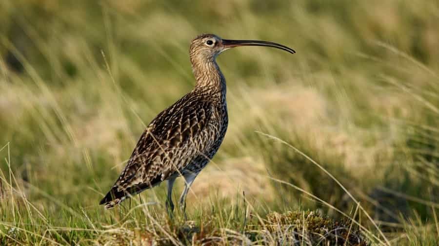 Curlews are now a common sight on the moors (Dp1616/Pixabay)