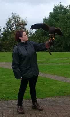 Handling a hawk