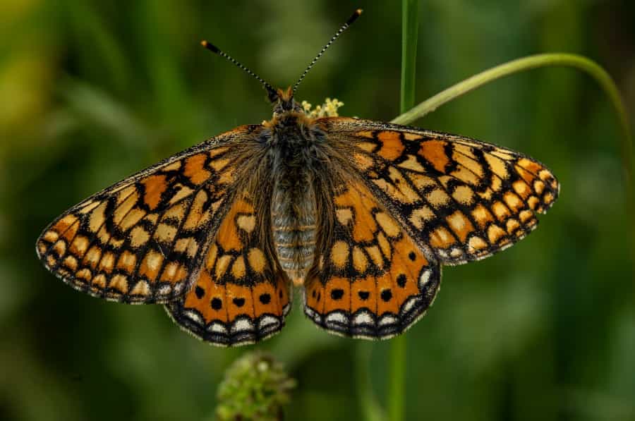 Look out for the beautiful rare marsh fritillary (Akbar Nemati/Unsplash)
