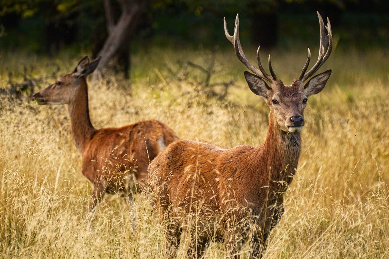 Red deer can be often spotted on the North York Moors (Rainhard2/Pixabay)
