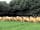 Headgate Farm: Sheep to count if you can't sleep (photo added by manager on 06/06/2019)