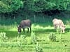 The High Hermitage Holiday Park: Donkeys at the back of site, along from hard pitches. (photo added on 06/05/2024)