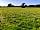 Killaworgey Farm: Fordson Dexta topping the field