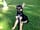 Long Acres Caravan and Camping Park: One cute visitor on the site