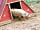 The Pig Place: Pigs! (photo added by natalie_m11 on 15/06/2014)