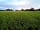 Willowbank Farm: Van in the middle of a field