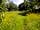 Pithead Campsite: Paths cut into the grass to access pitches (photo added by manager)