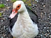 Moss Side Farm Campsite: Duck that walked around the site (photo added on 07/16/2024)