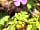 The Chicken House: Red Campion flower (photo added by manager on 01/06/2023)
