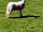 Coedhirion Farm: Animals