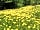 The Chicken House: A carpet of flowers during May (photo added by manager on 01/06/2023)