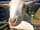 Two Jays Farm: Charlie the goat enjoying a snack