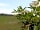 Nolton Coast: Elderflowers in camping field