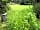 Reedy Brook Meadow Campsite: Grassy pitches