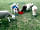 Buckhurst Campsite: Feeding the sheep