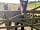 Farm and Fell Campsite: The ponies are always on the lookout for new visitors (photo added by manager on 04/04/2021)