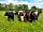 Park Farm Campsite: Home to a small herd of Belted Galloways (photo added by manager on 12/04/2021)