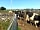 Hobson Farm: Cows on the farm
