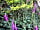 Camp Corve: Foxglove plants