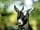 Gilfach Gower Farm: Mildred the pygmy goat