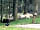 Colliford Tavern: Resident sheep