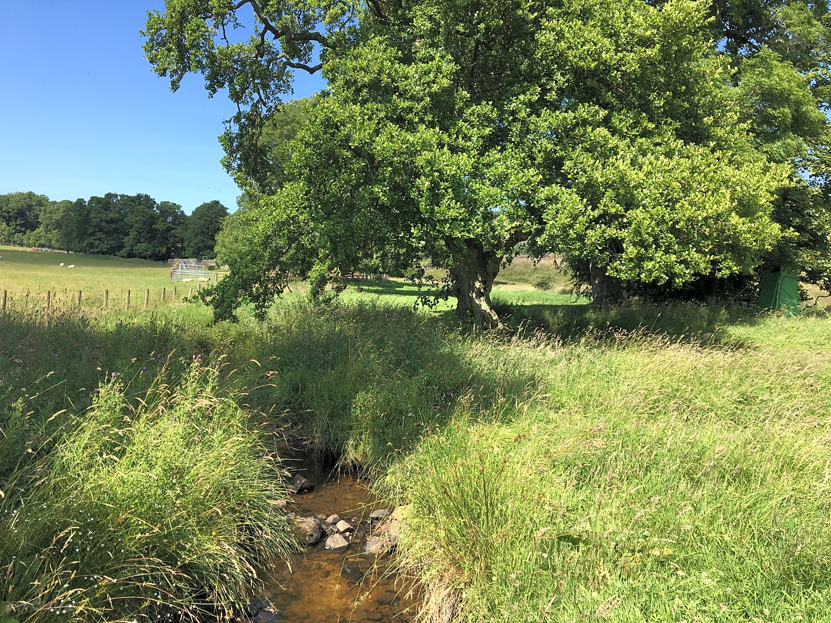 The Boe Rigg, Hexham - Pitchup®