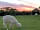Rosebud Ranch: Catalina grazing at sunset