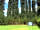 Huntsham Bridge Camping: View of the trees around the site