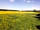 Wookey Farm: The pitching meadow before haymaking