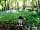 Chafford Park Campsite: In the woods