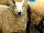 Garslade Farm: A favourite ewe - Snowdrop