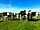 Willowbank Farm: Cows in neighbouring fields